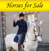 Horses for sale